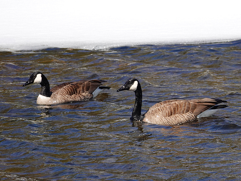 Canada Goose