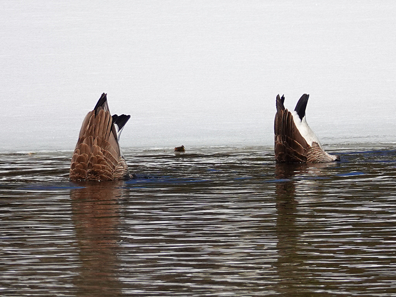 Canada Goose