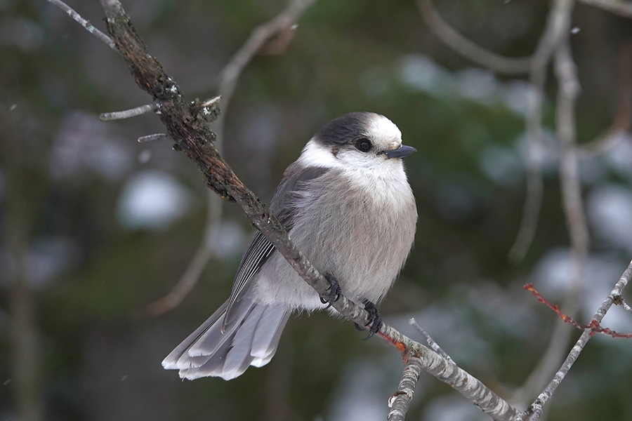 Canada Jay