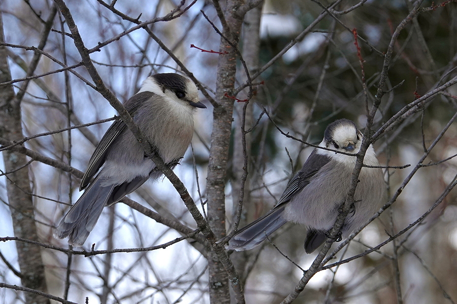 Canada Jay