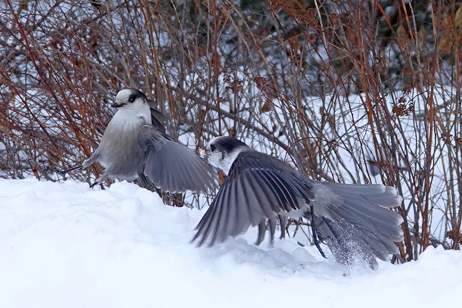 Canada Jay