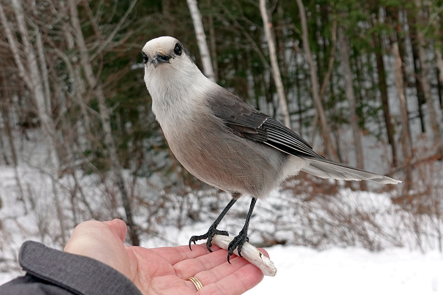 Canada Jay