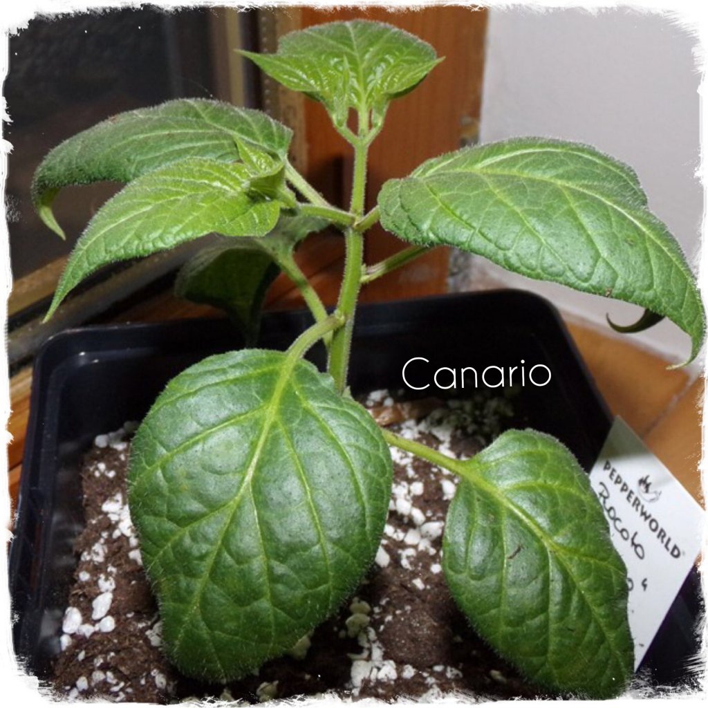 Canario 2901
