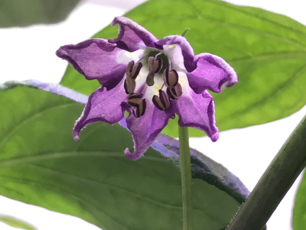 Canario Blüte
