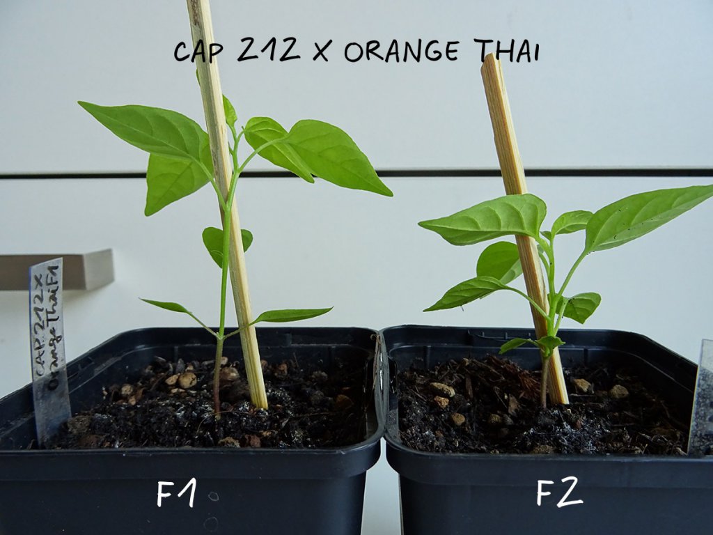 CAP212xOrangeThai_06