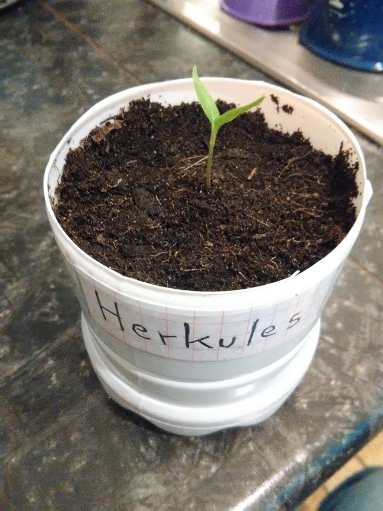 Capsicum annuum Pequin de Ischia