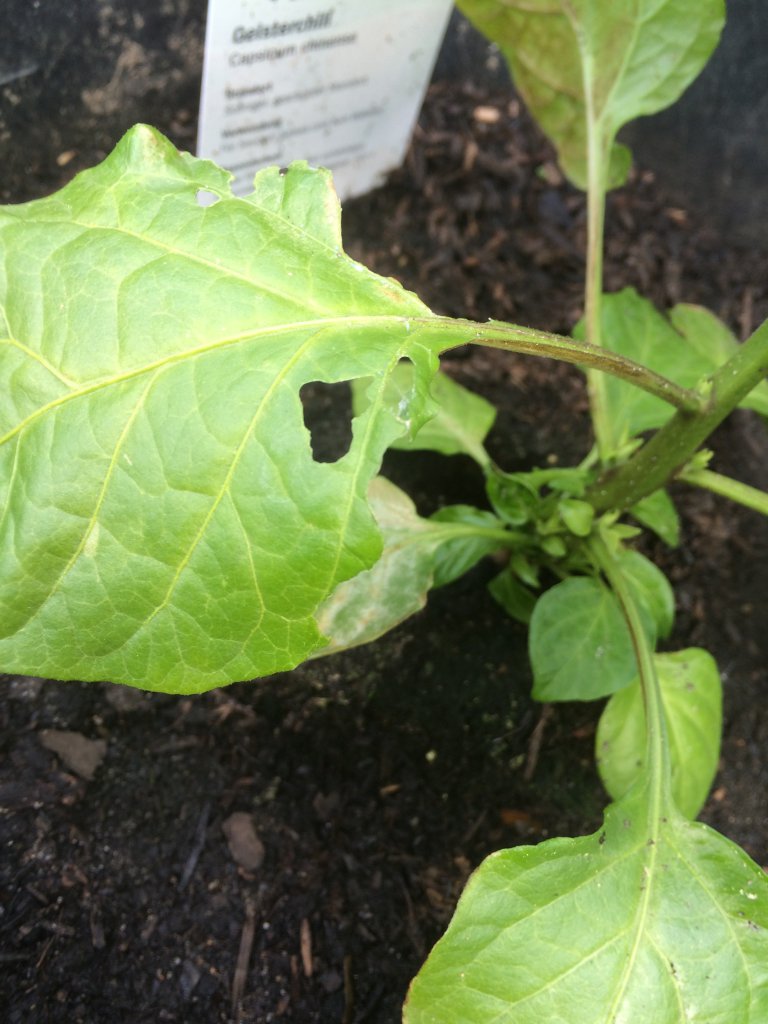 Capsicum Chinense