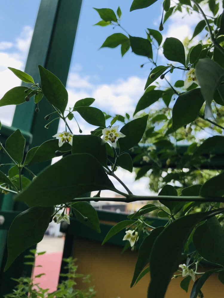 Capsicum flexuosum