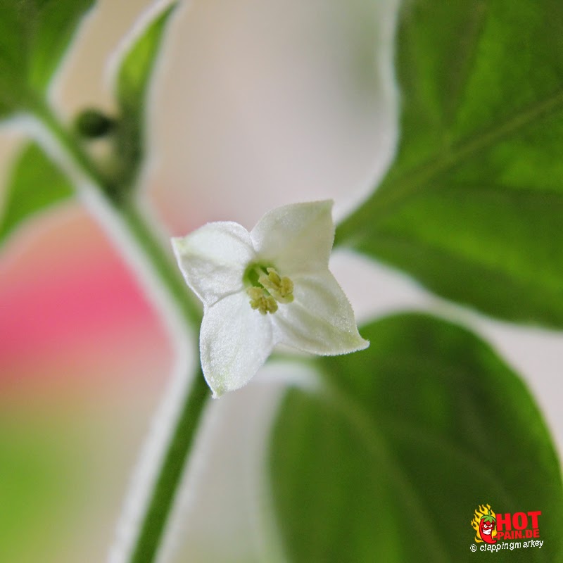 Capsicum-galapagoense_flower