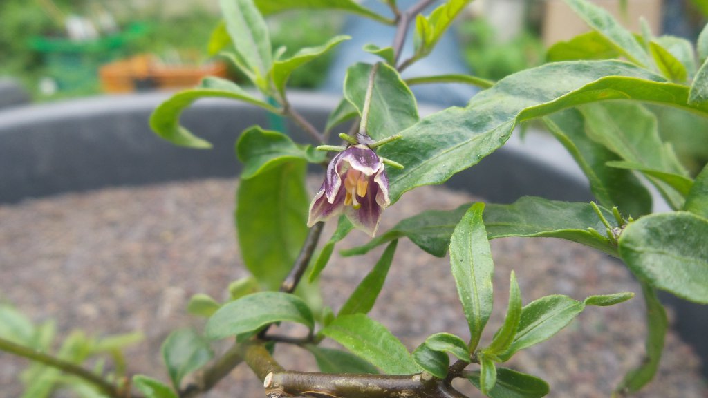 Capsicum lanceolatum Blüte#1
