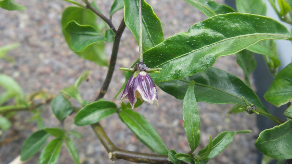 Capsicum lanceolatum Blüte#2