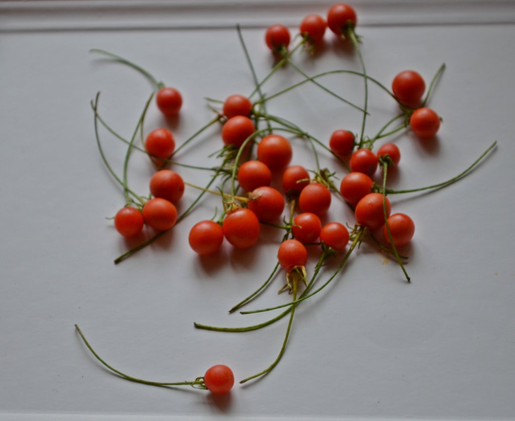 Capsicum Lanceolatum