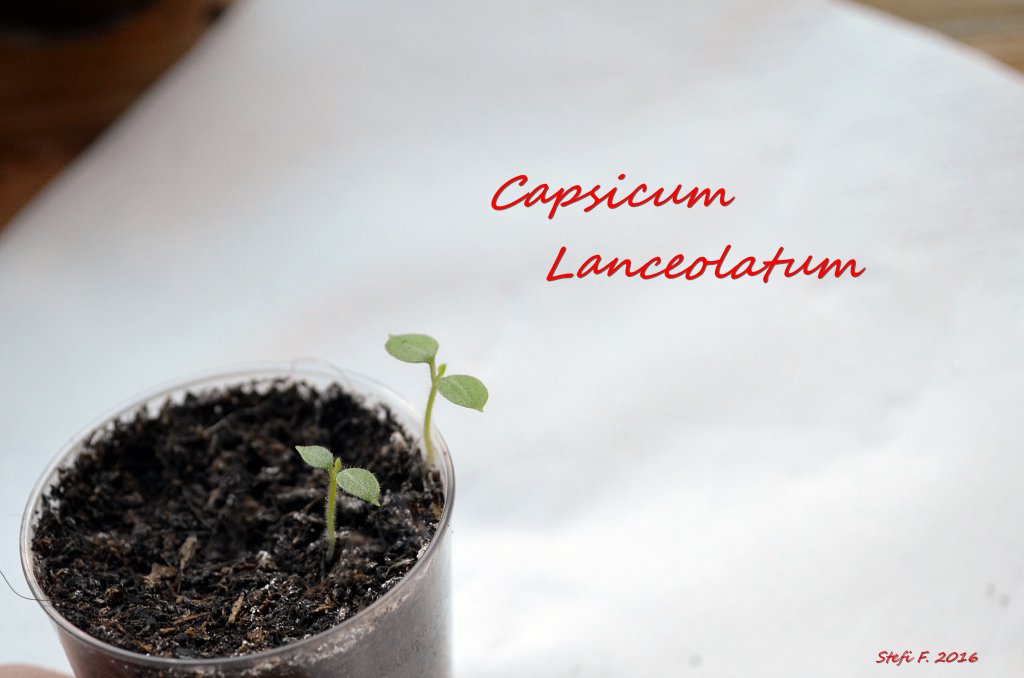 Capsicum Lanceolatum