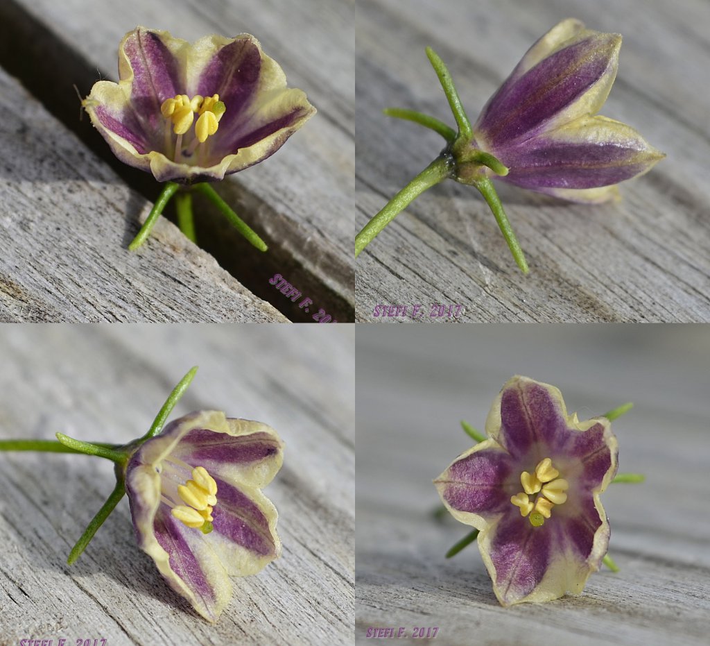 Capsicum Lanceolatum