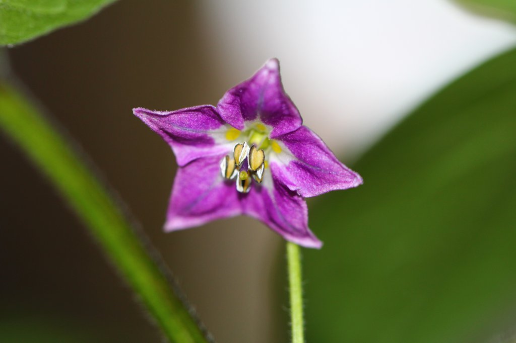 Capsicum pubescens Rocoto Rojo