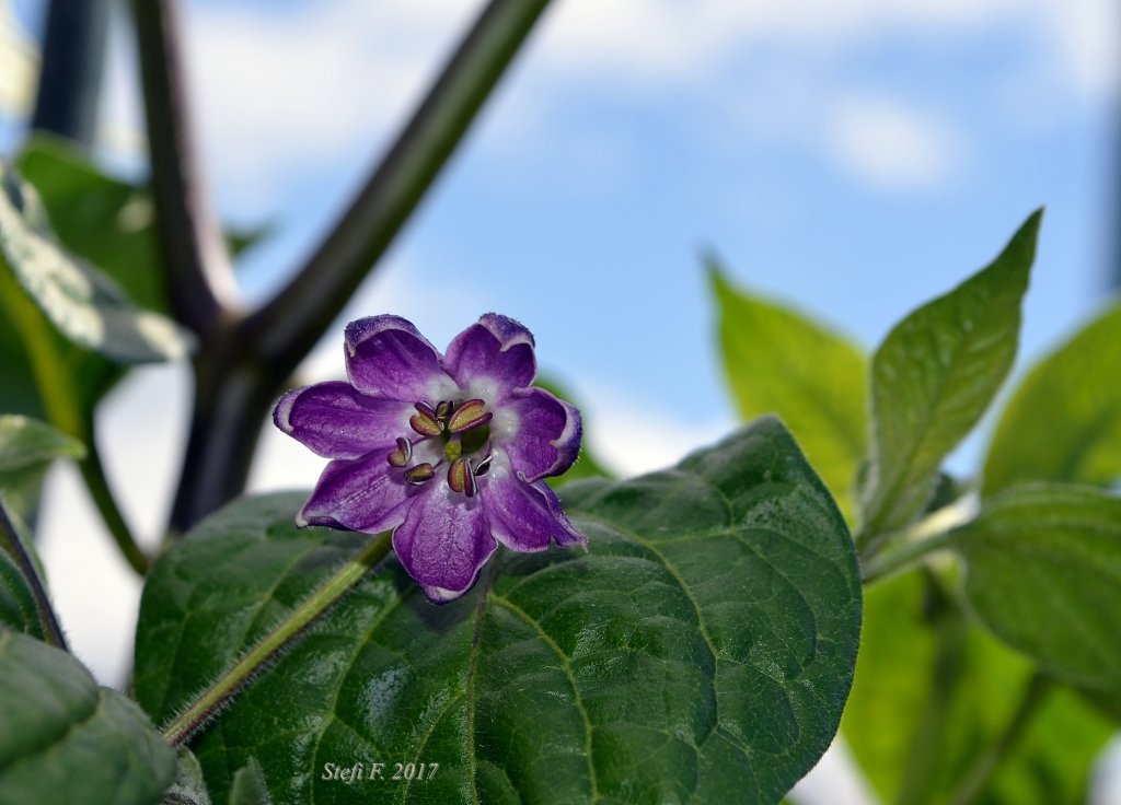 Capsicum Suffium, 07.06.