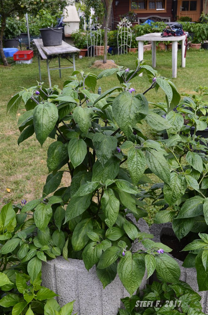 Capsicum Suffium