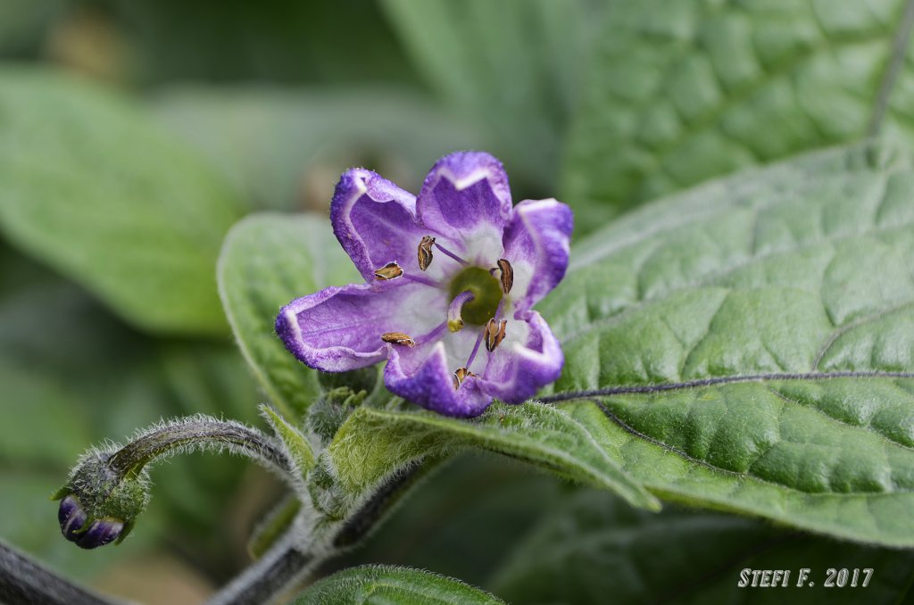 Capsicum Suffium