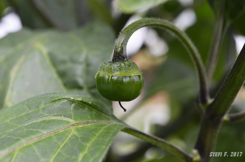 Capsicum Suffium