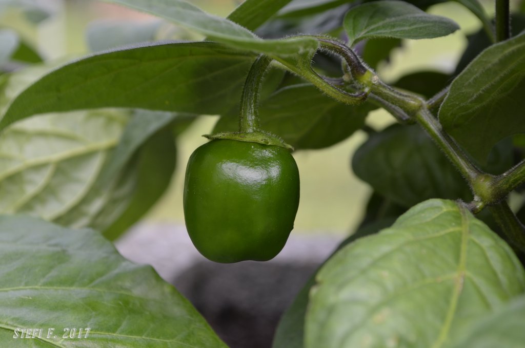 Capsicum Suffium