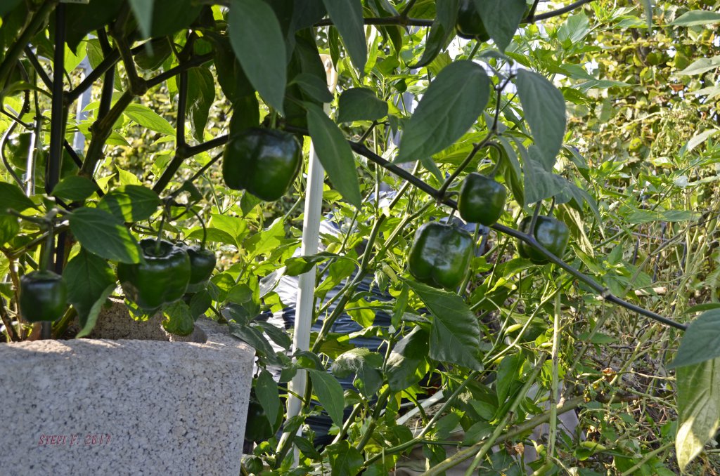 "Capsicum Suffium"