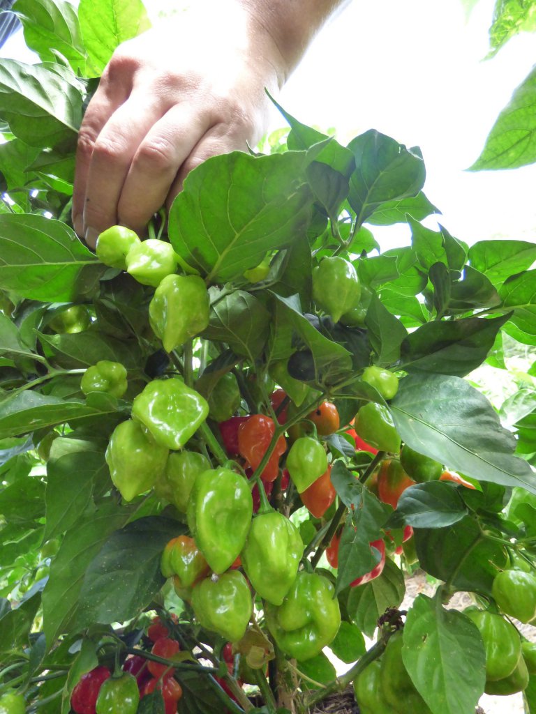 Caribbean Red Habanero