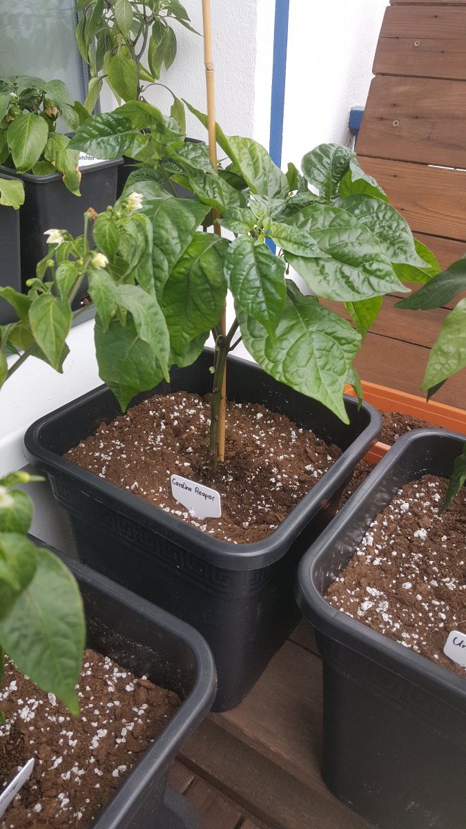 Carolina Reaper 12.05.2019