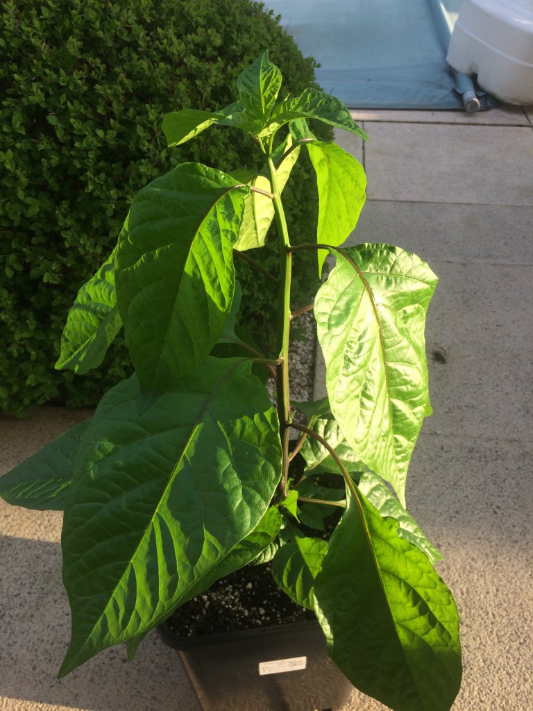 Carolina Reaper 2017