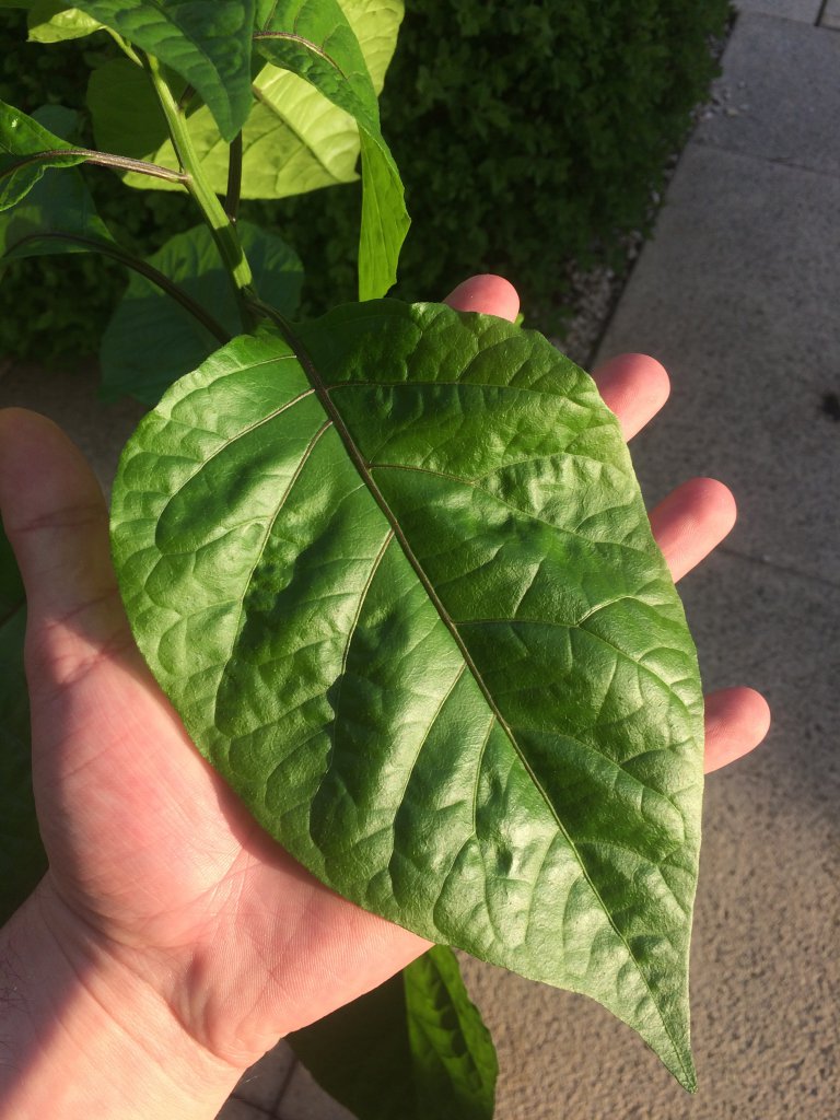 Carolina Reaper 2017