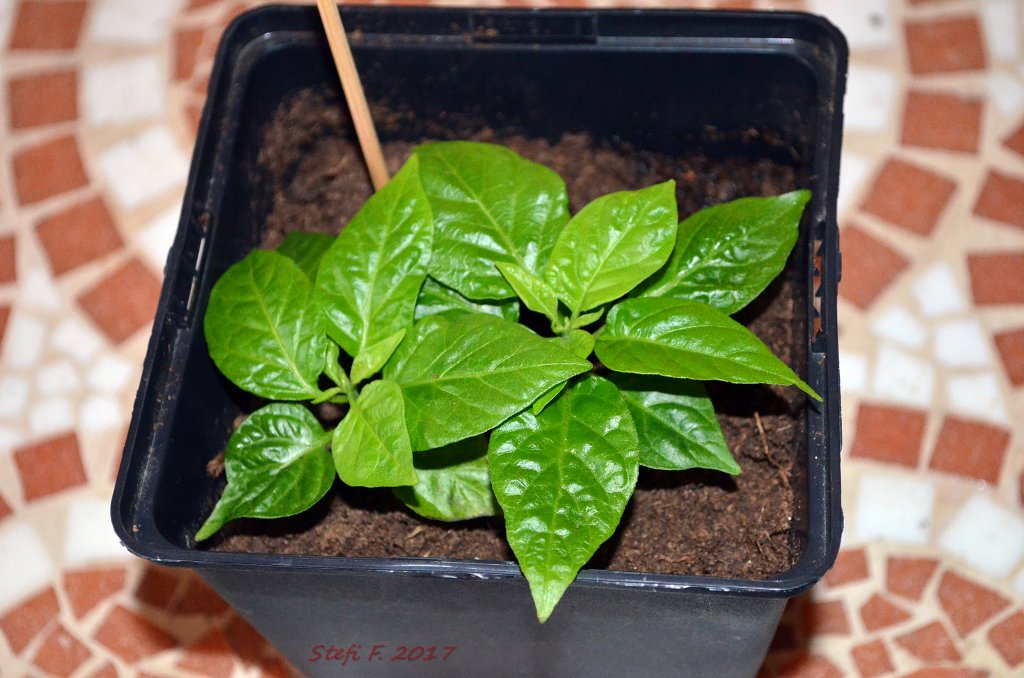 Carolina Reaper