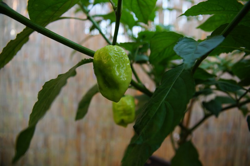 Carolina Reaper