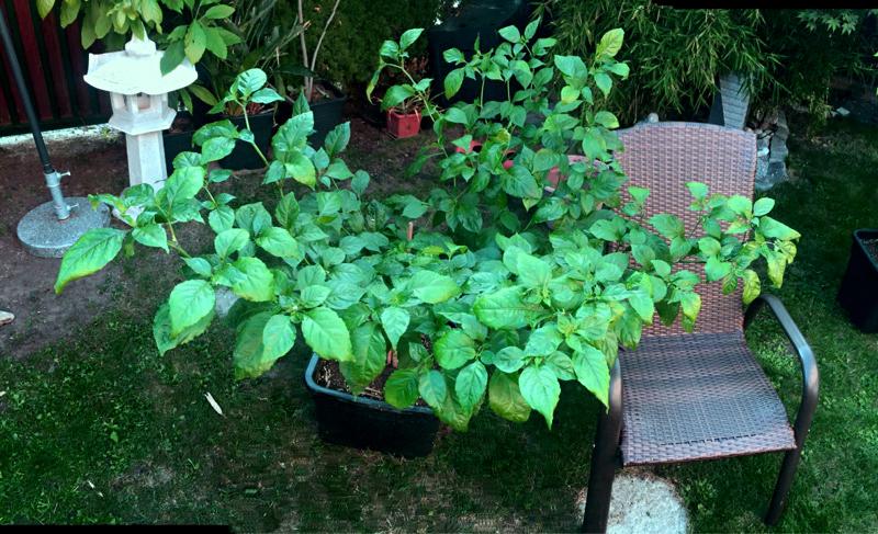 Carolina Reaper