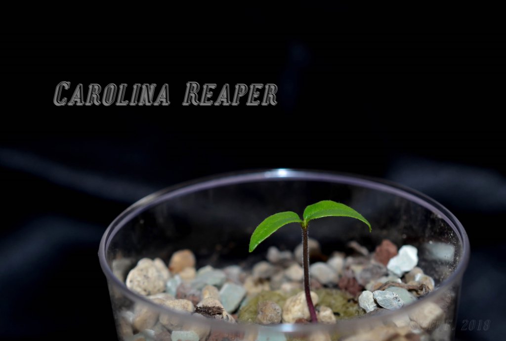 Carolina Reaper