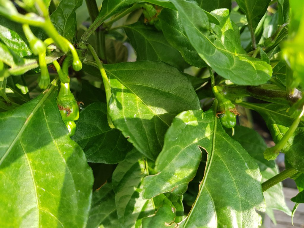 Carolina Reaper