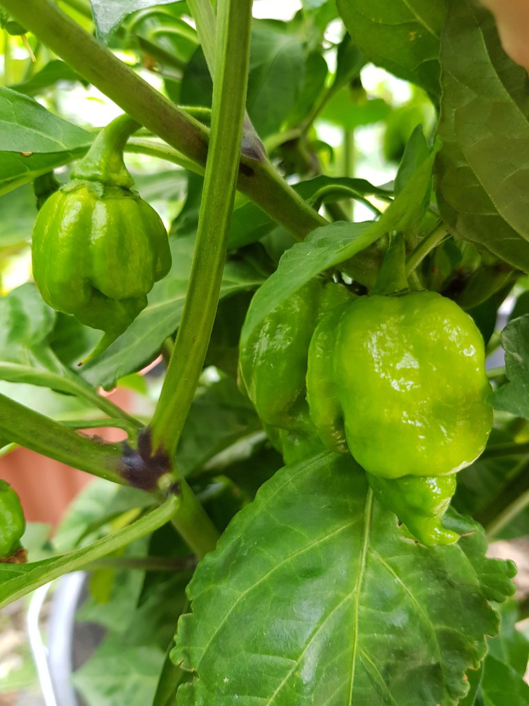 Carolina Reaper