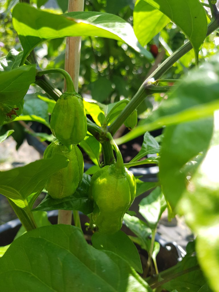 Carolina Reaper