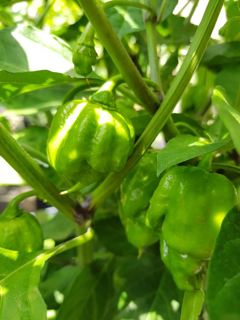 Carolina Reaper