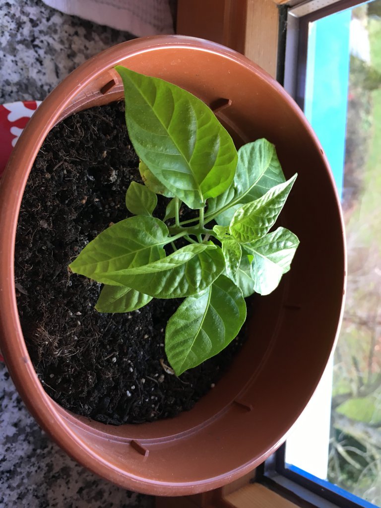 Carolina Reaper