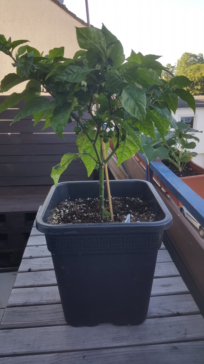 Carolina Reaper