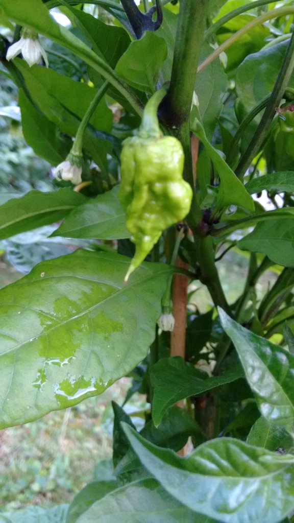 Carolina Reaper