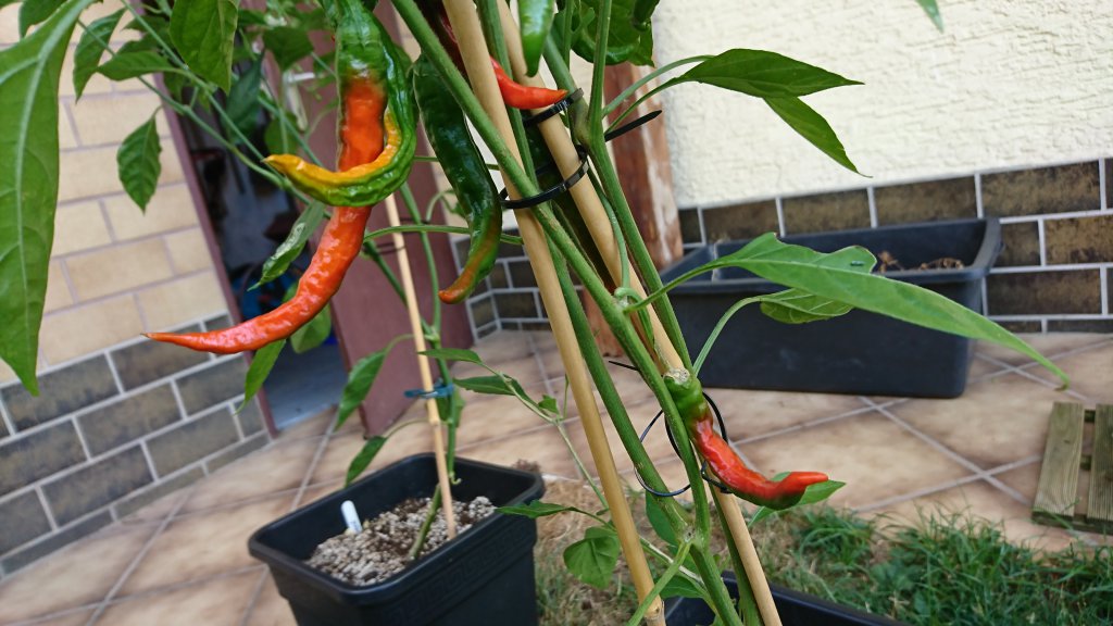 "Cayenne" 14.07