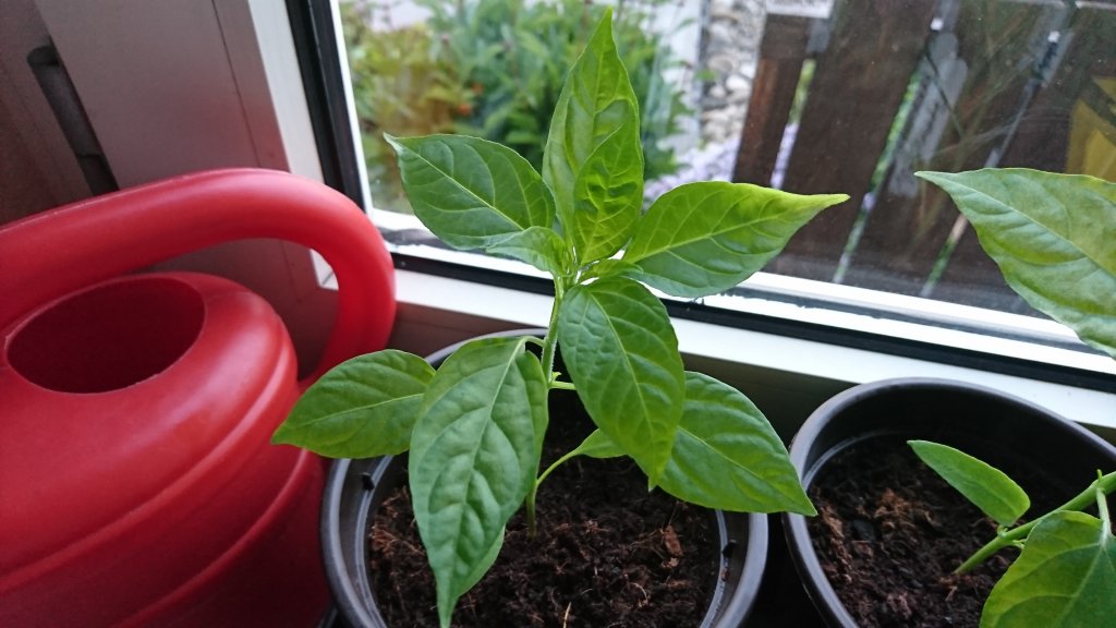 cayenne 29.04.