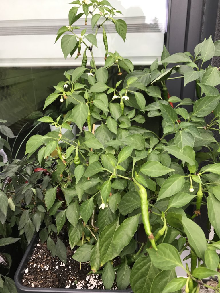 Cayenne blüht