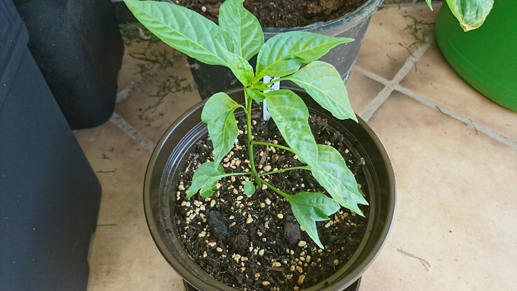 Cayenne Genmutant