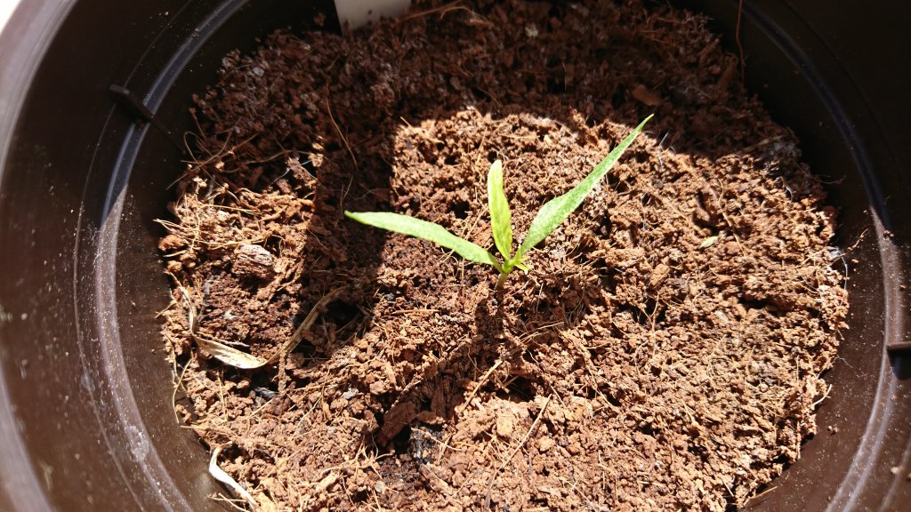 Cayenne Mutant