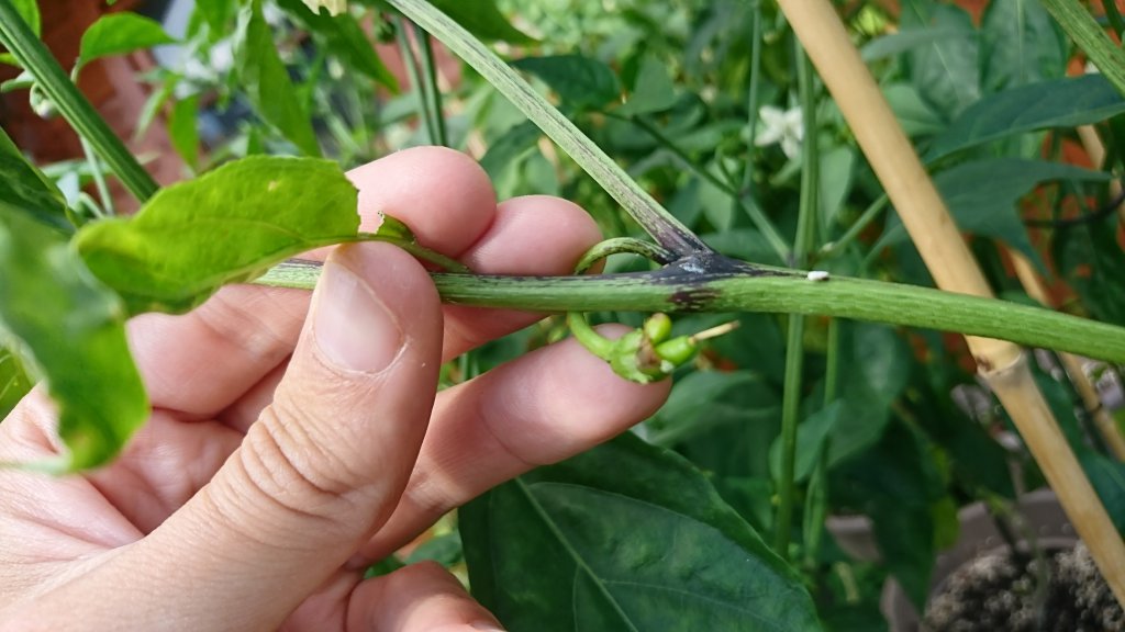 Cayenne Mutant