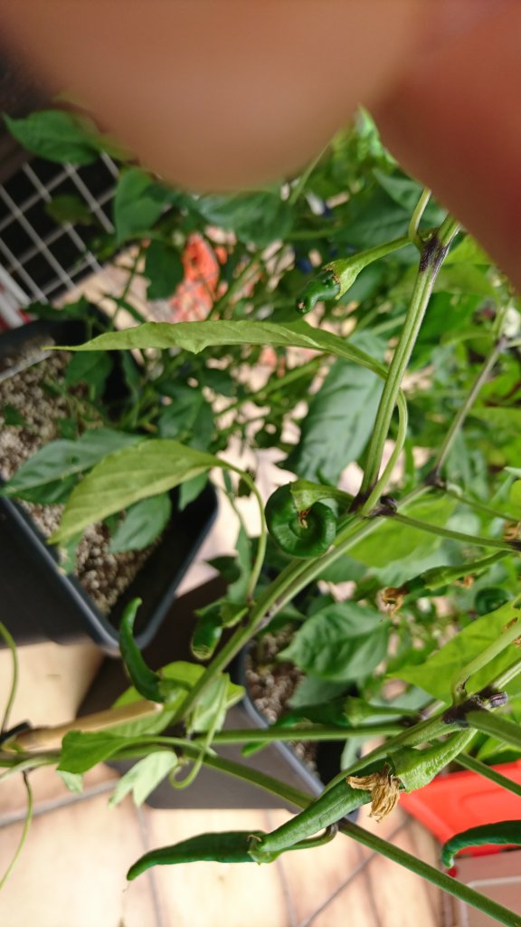 Cayenne mutant