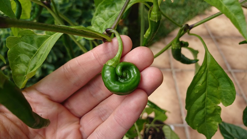 Cayenne mutant