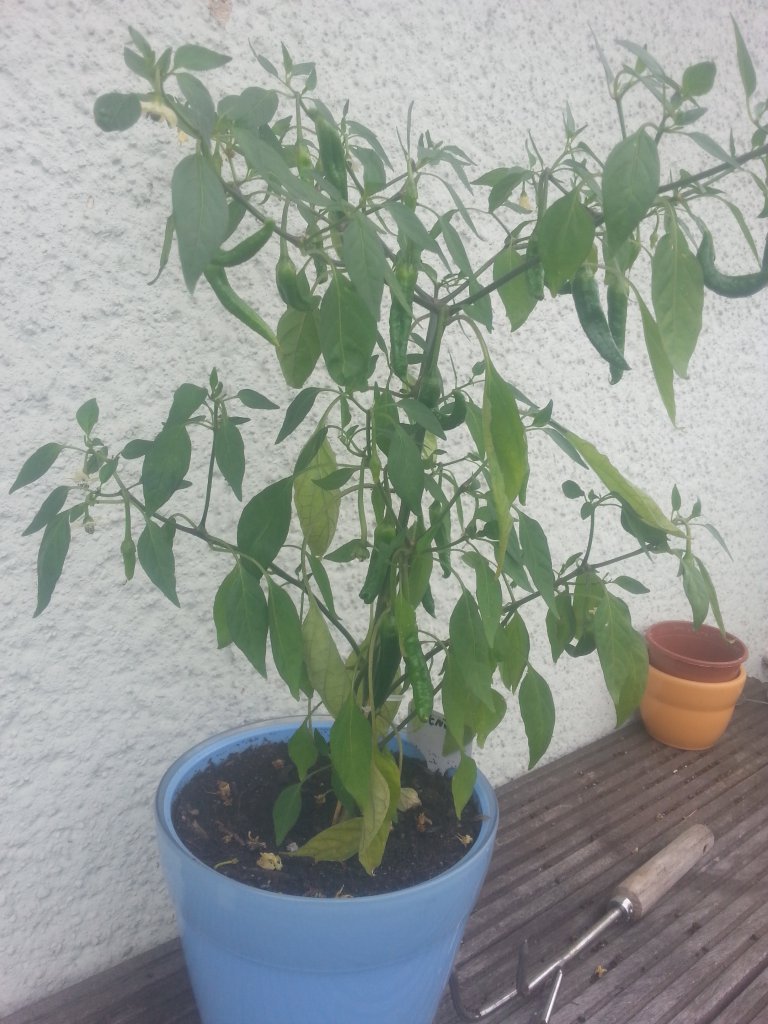 Cayenne von mein Bruder