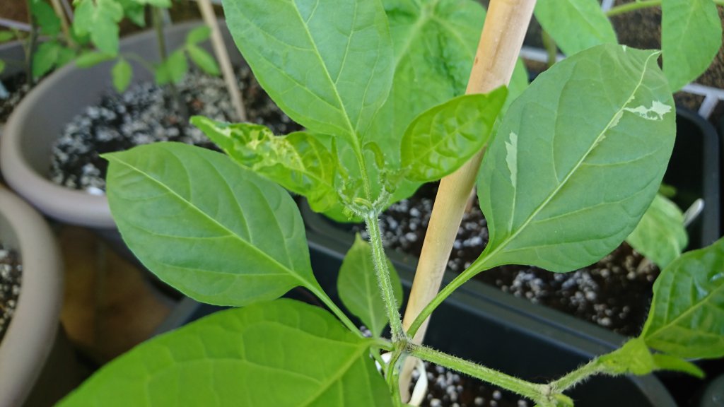 Cayenne weiße Flecken.